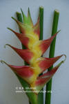 Heliconia caribaea 'Springfield Estates'